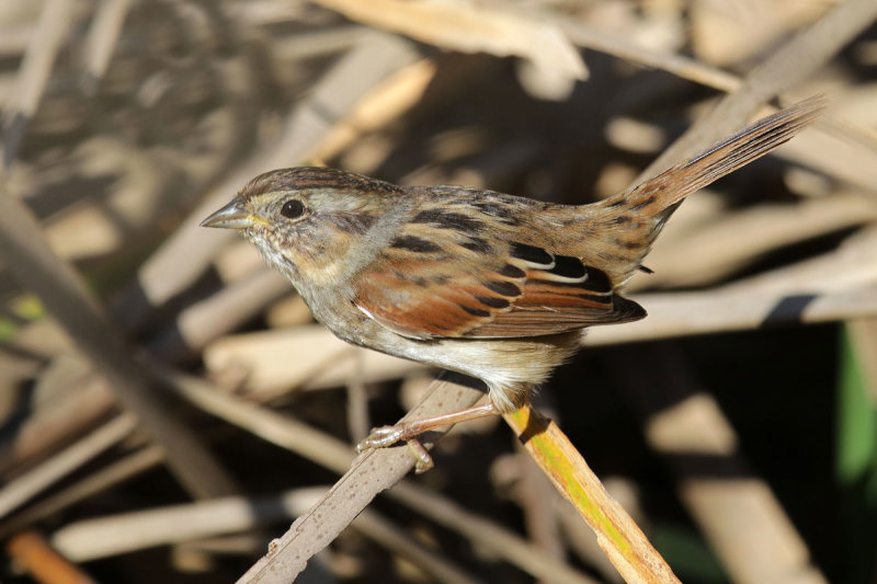 Swamp Sparrow
