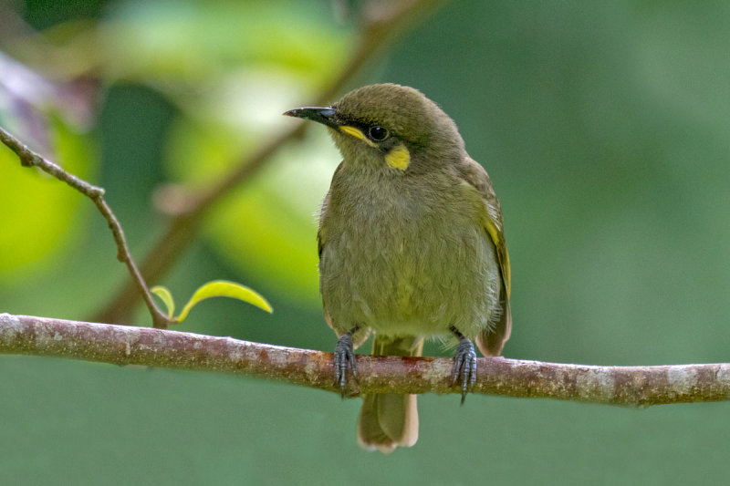 Graceful Honeyeater