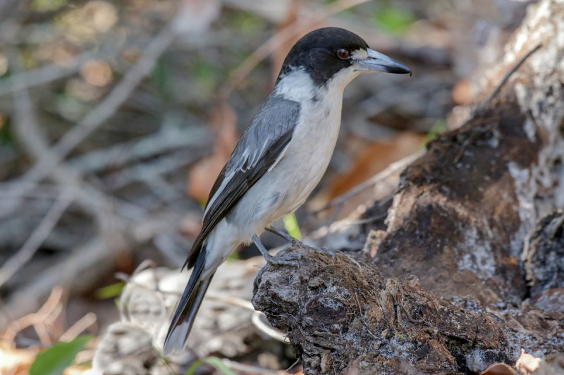 Gray Butcherbird