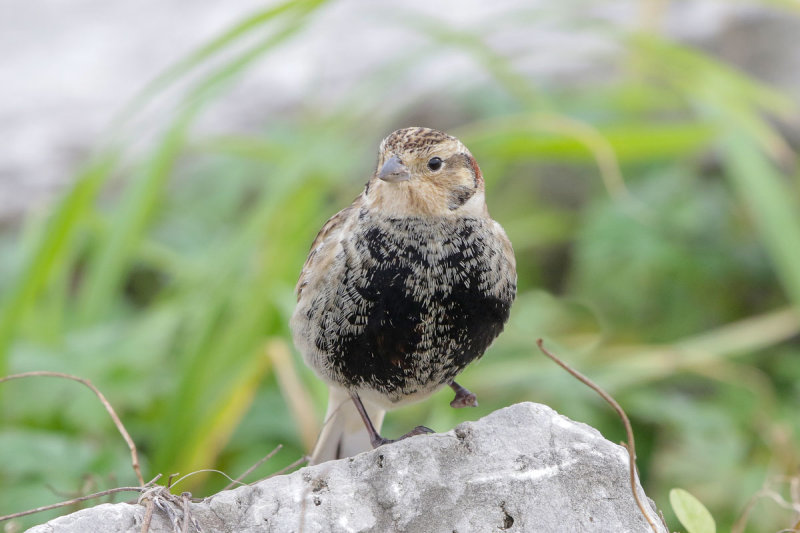 Chestnut-collared Longspur