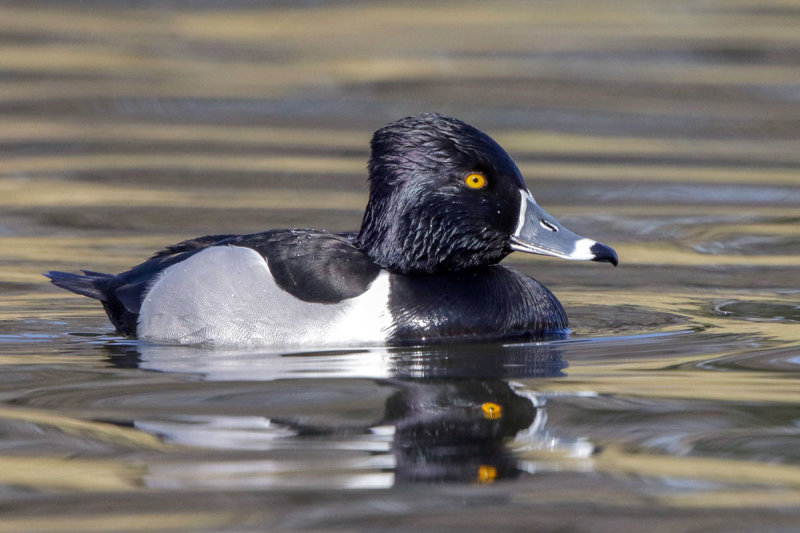 Ring-necked Duck