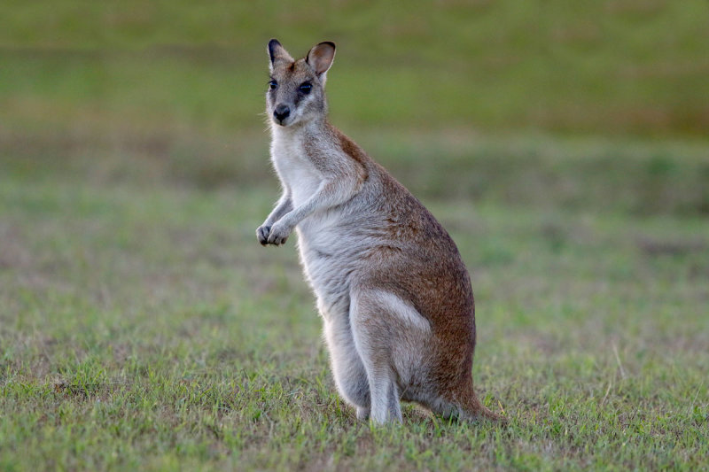 Agile Wallaby