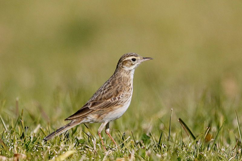 Australasian Pipit