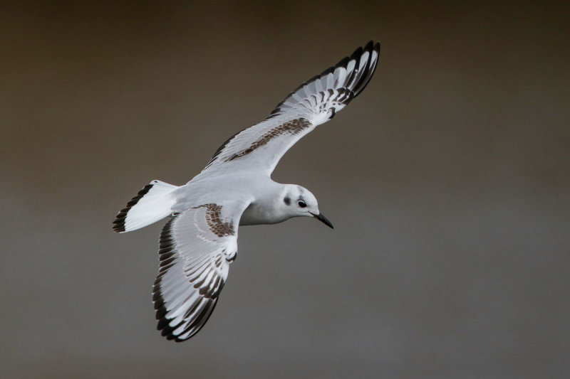 Bonaparte's Gull