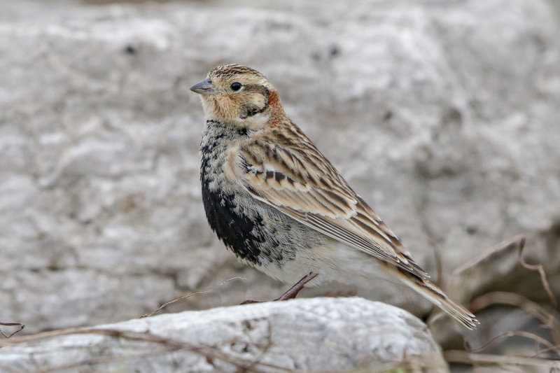 Chestnut-collared Longspur