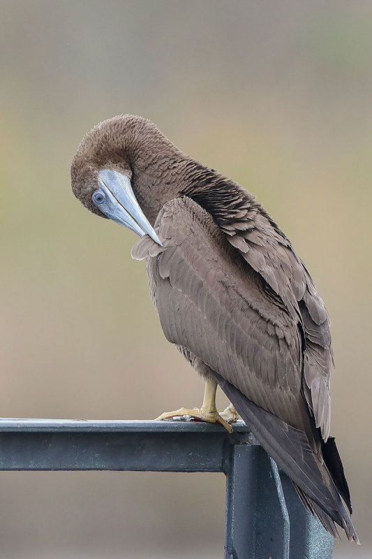 Brown Booby