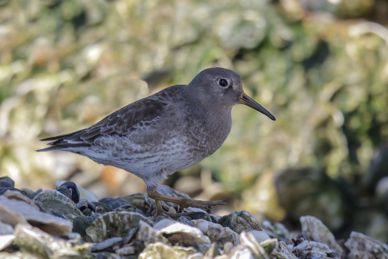 Purple Sandpiper