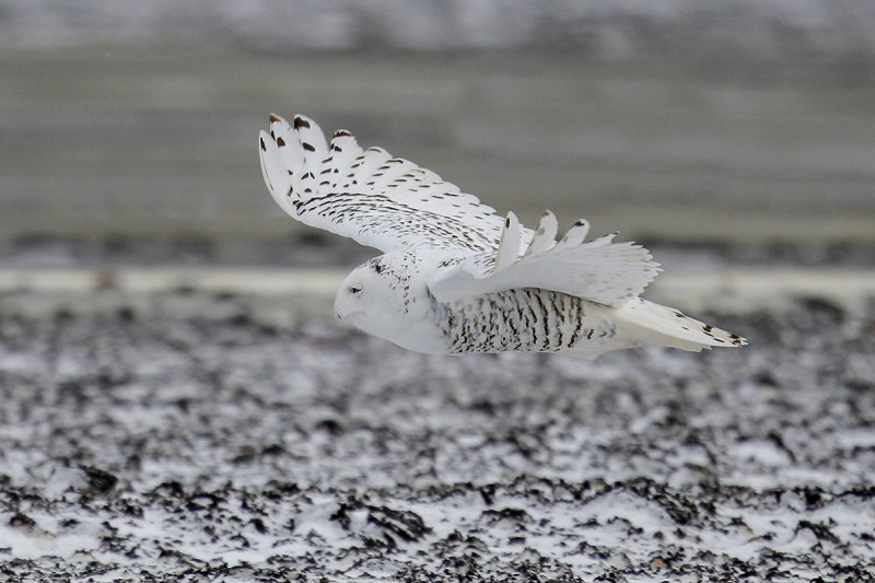 Snowy Owl