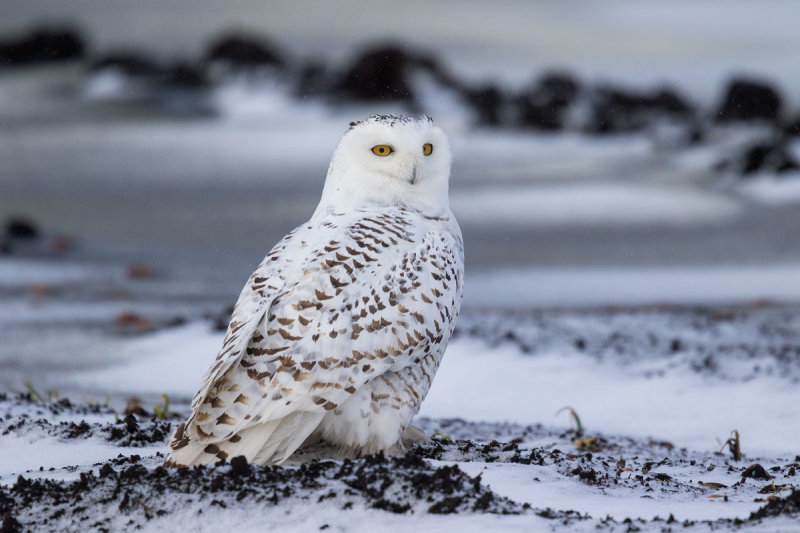 Snowy Owl