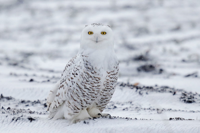 Snowy Owl