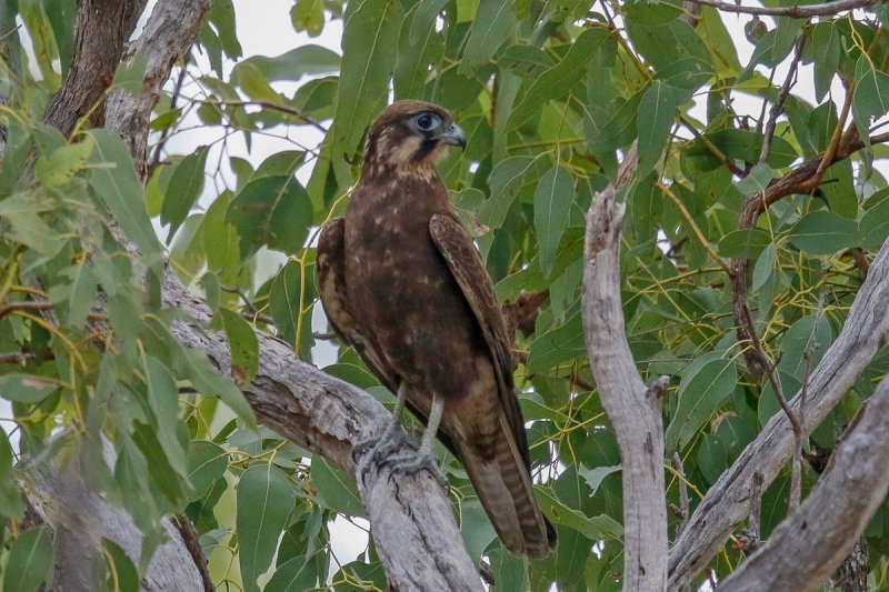 Brown Falcon