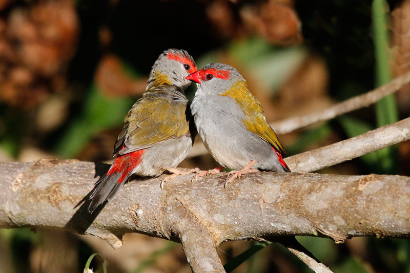 Red-browed Firetail