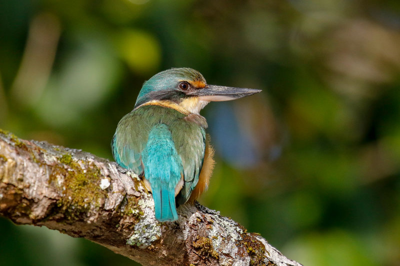 Sacred Kingfisher