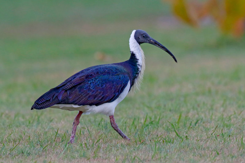 Straw-necked Ibis