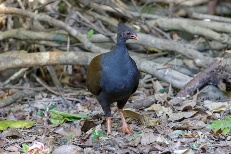 Orange-footed Scrubfowl