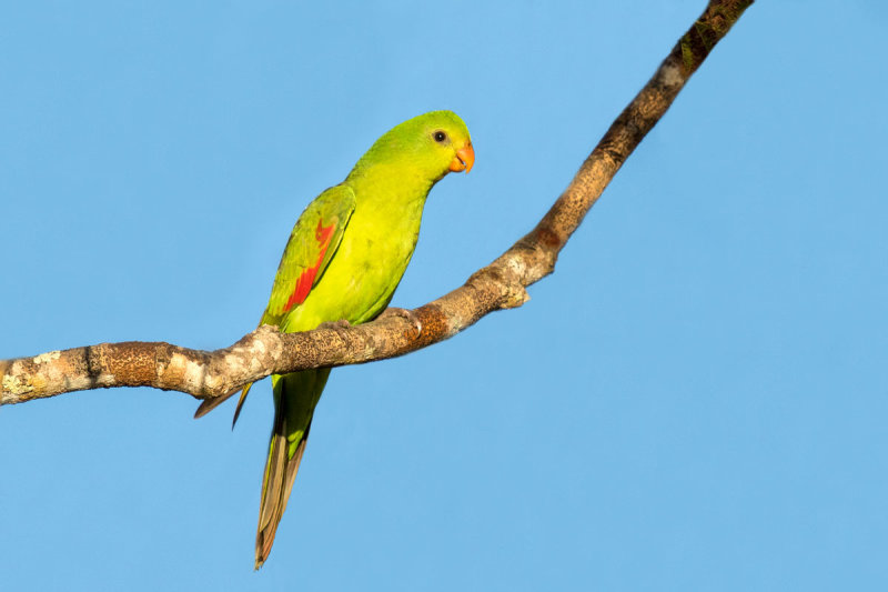 Red-winged Parrot