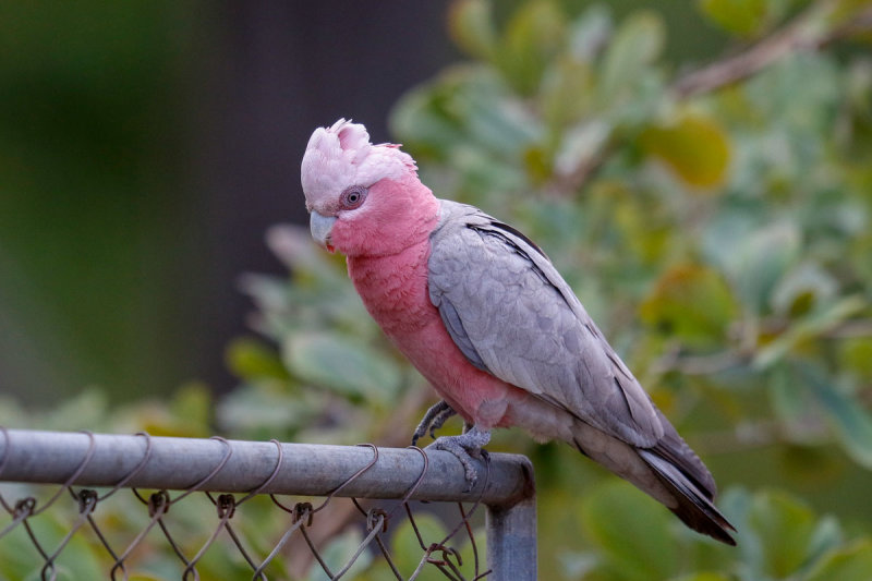 Galah