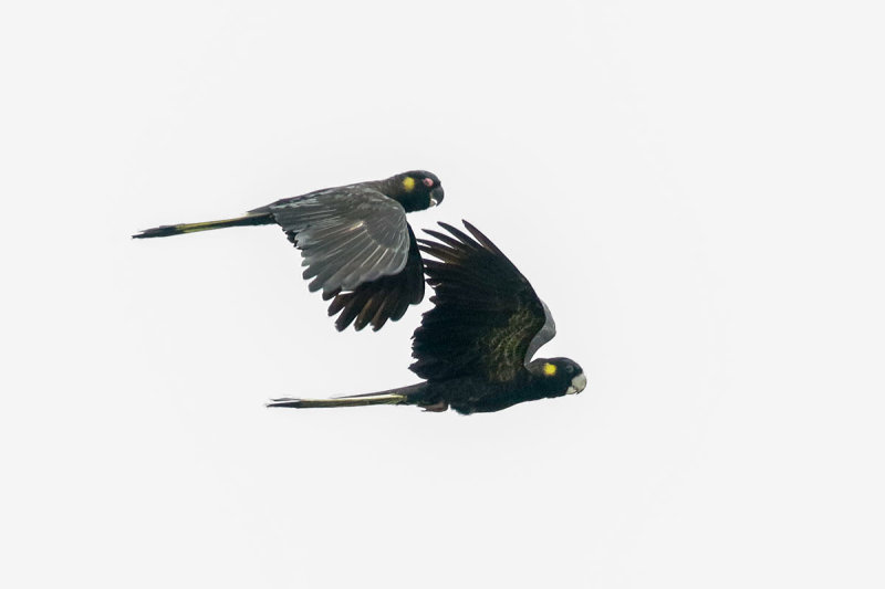 Yellow-tailed Black Cockatoo