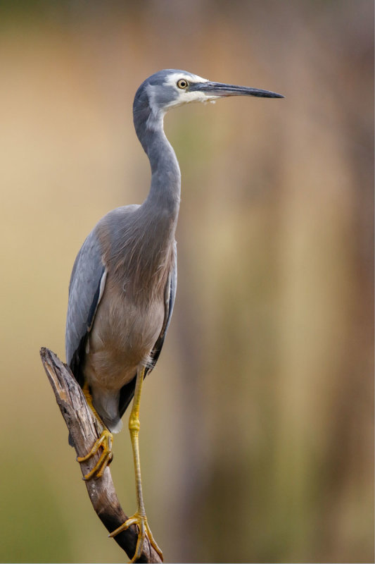 White-faced Heron
