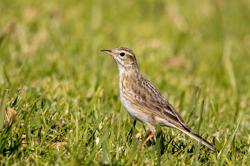 Australasian Pipit