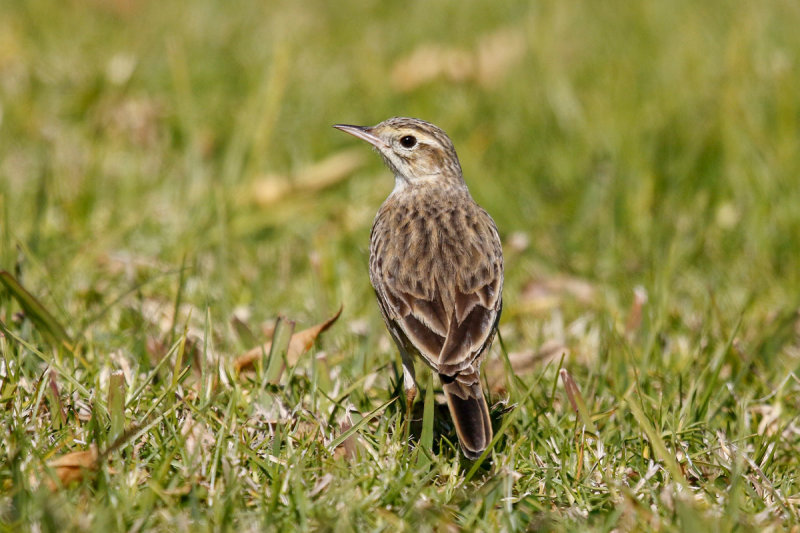 Australasian Pipit