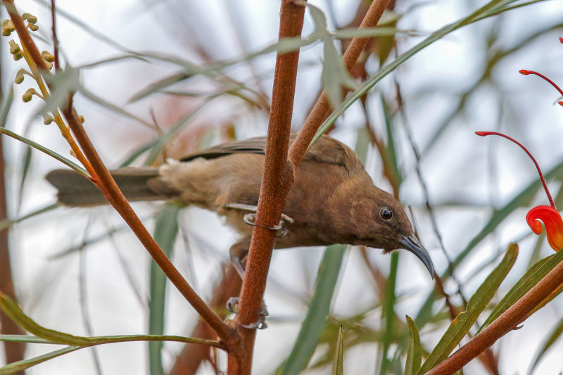 Dusky Myzomela