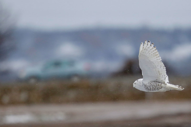 Snowy Owl