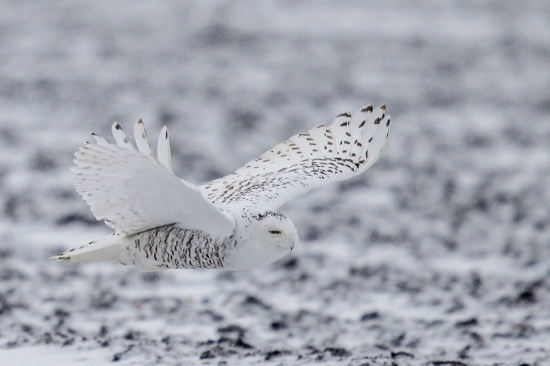 Snowy Owl