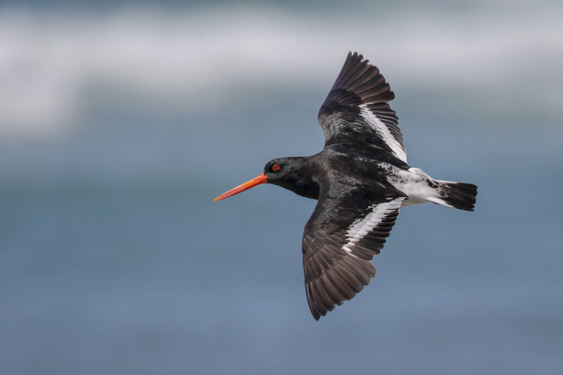 South Island Oystercatcher