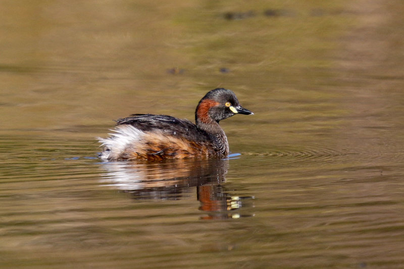 Australasian Grebe