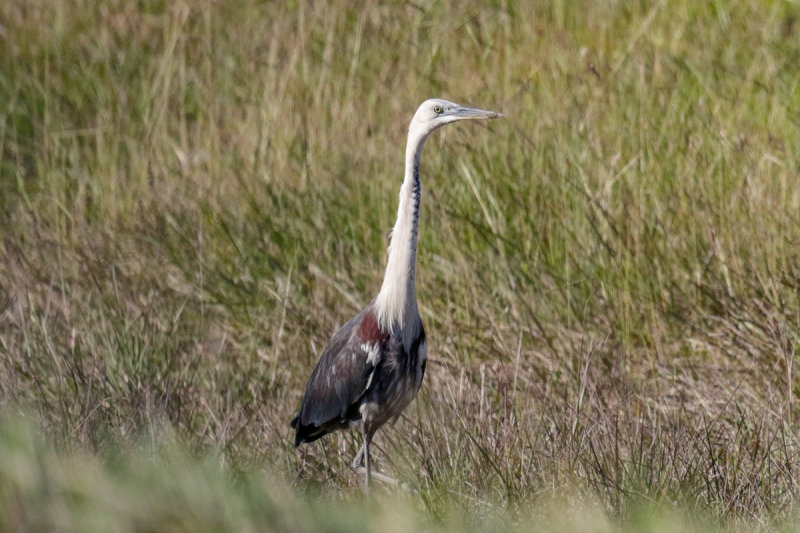 White-necked Heron/Pacific Heron