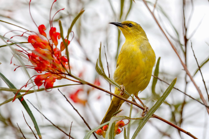 Yellow Honeyeater