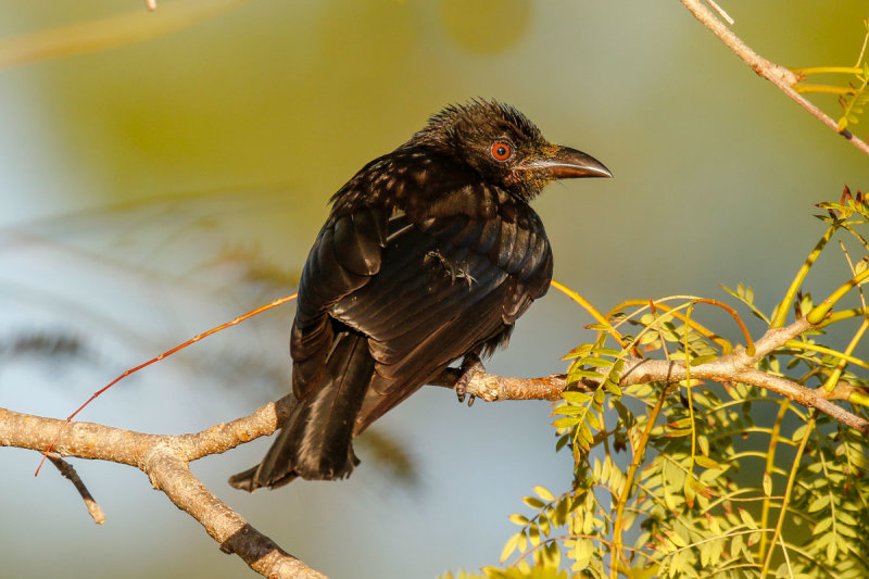 Spangled Drongo