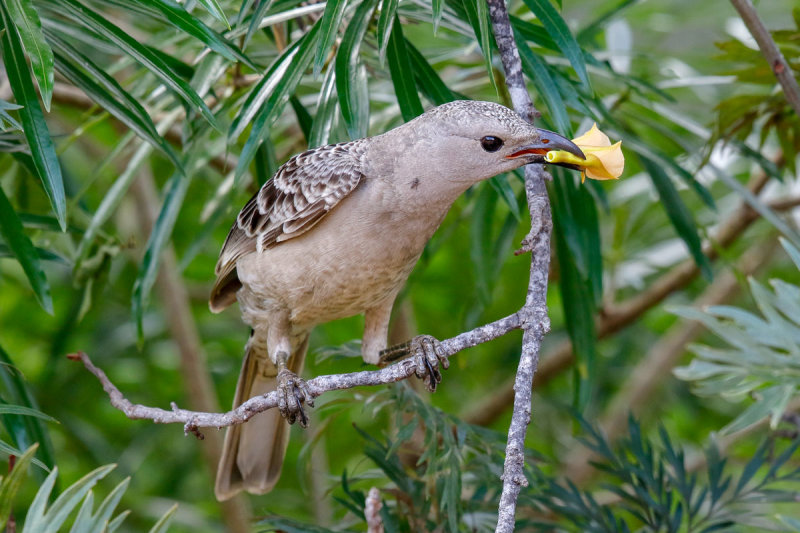 Great Bowerbird