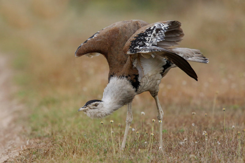 Australian Bustard