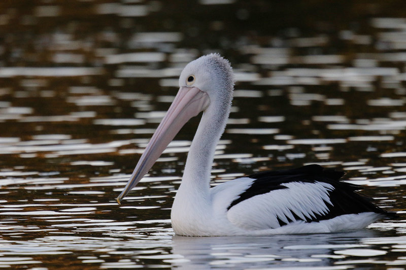 Australian Pelican