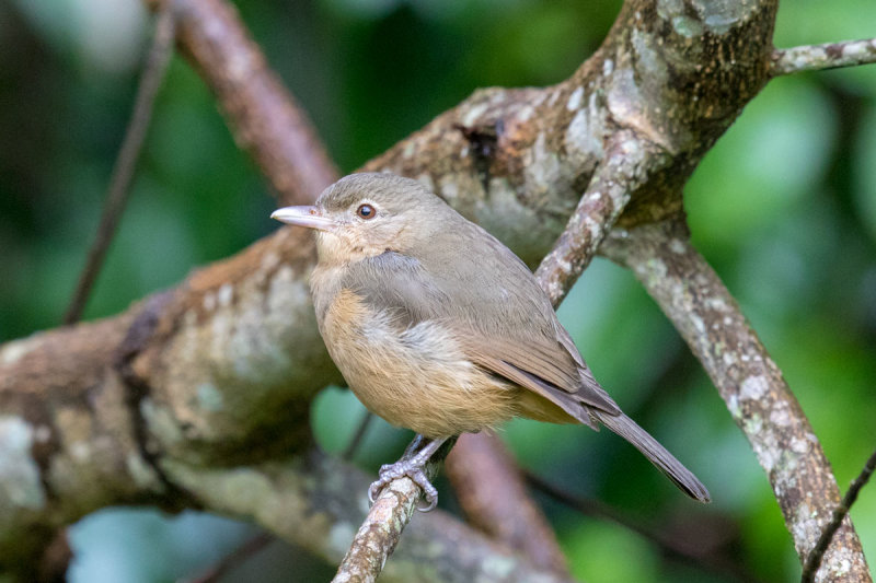 Little Shrikethrush