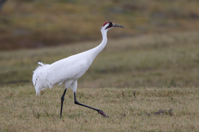 Whooping Crane