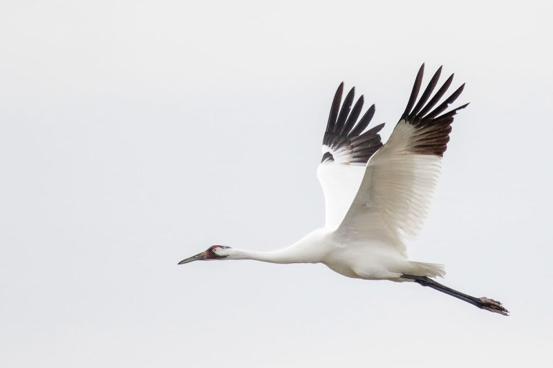 Whooping Crane