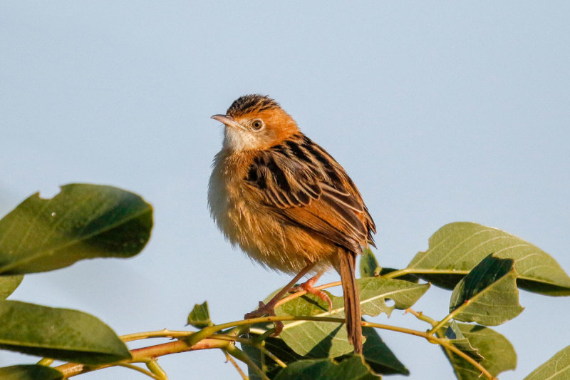 Tawny Grassbird
