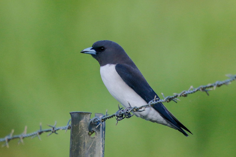White-breasted Woodswallow