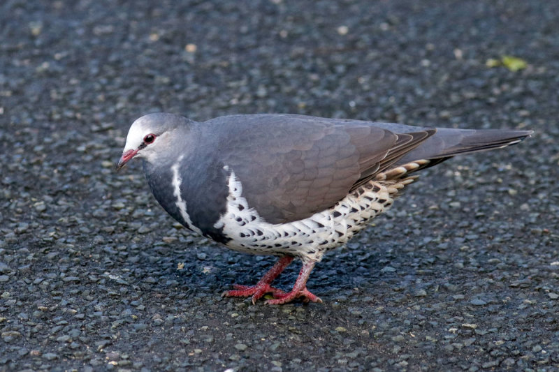 Wonga Pigeon