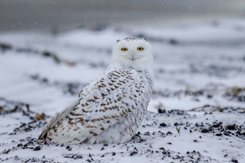 Snowy Owl