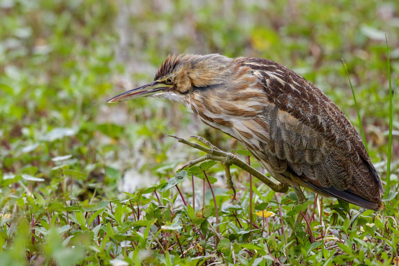 American Bittern