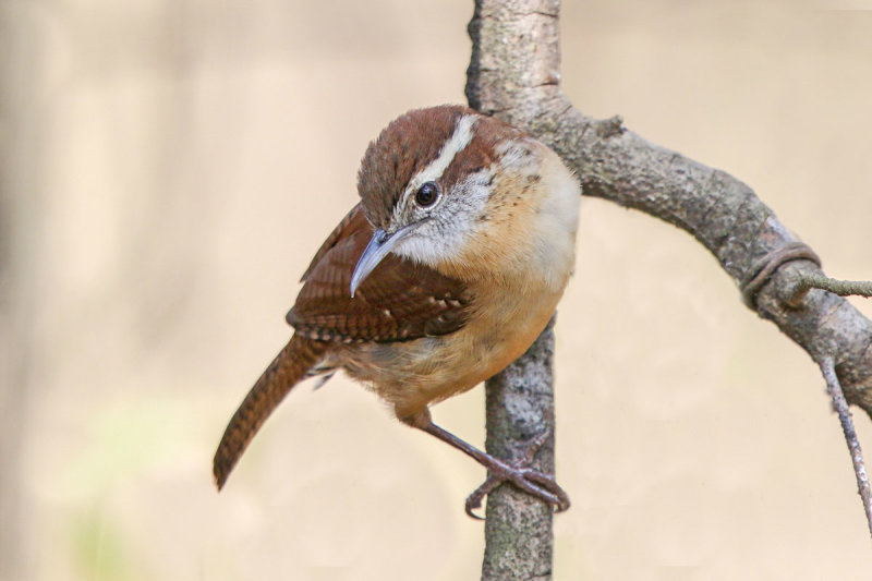 Carolina Wren