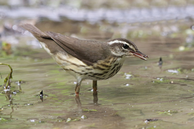 Louisiana Waterthrush