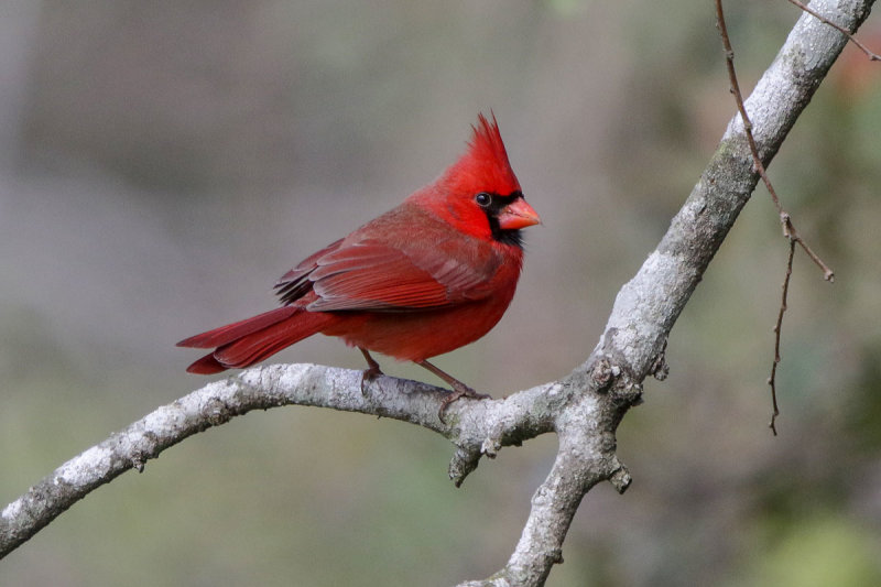 Northern Cardinal