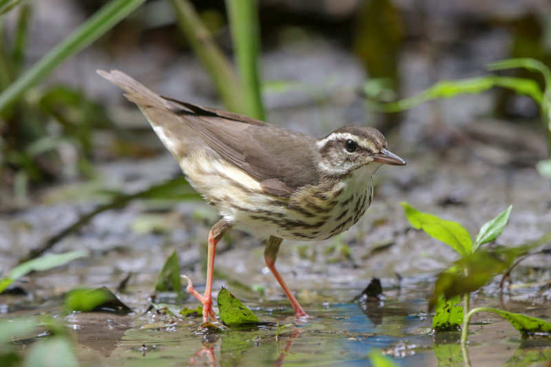 Louisiana Waterthrush