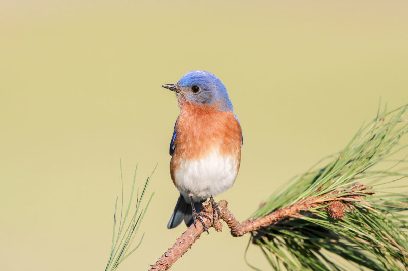 Eastern Bluebird