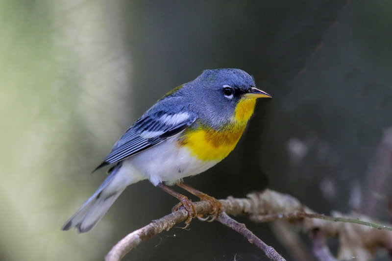 Northern Parula